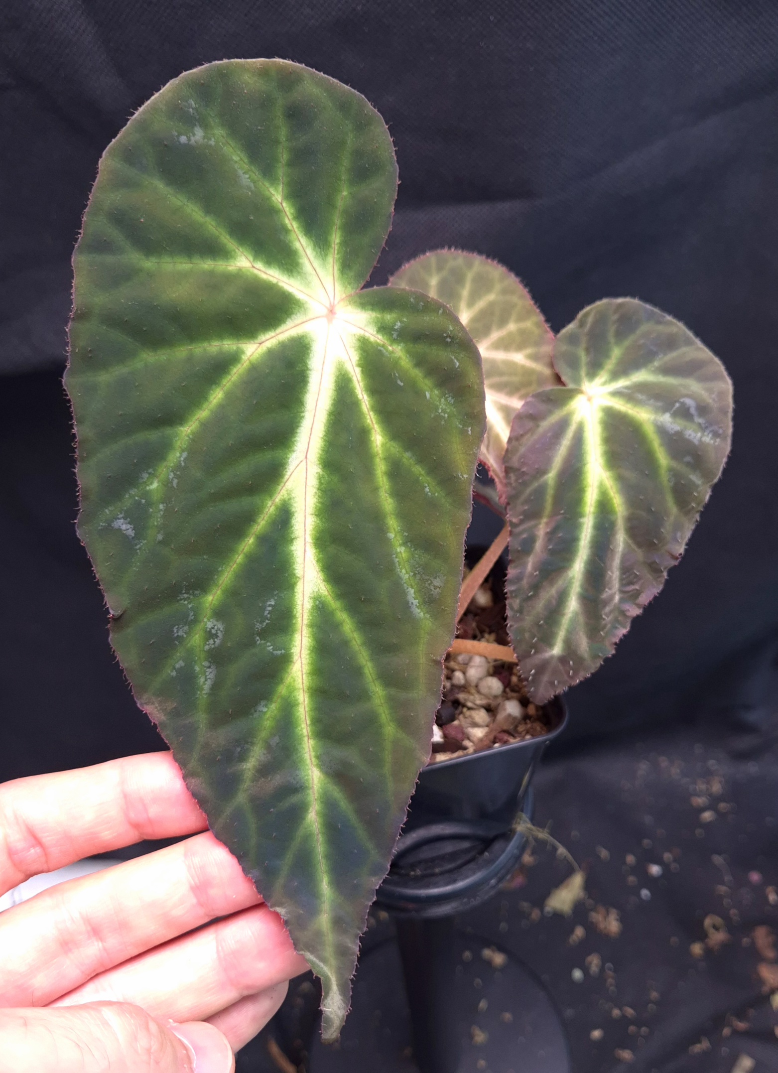 Begonia sp. Thuan Chau for sale