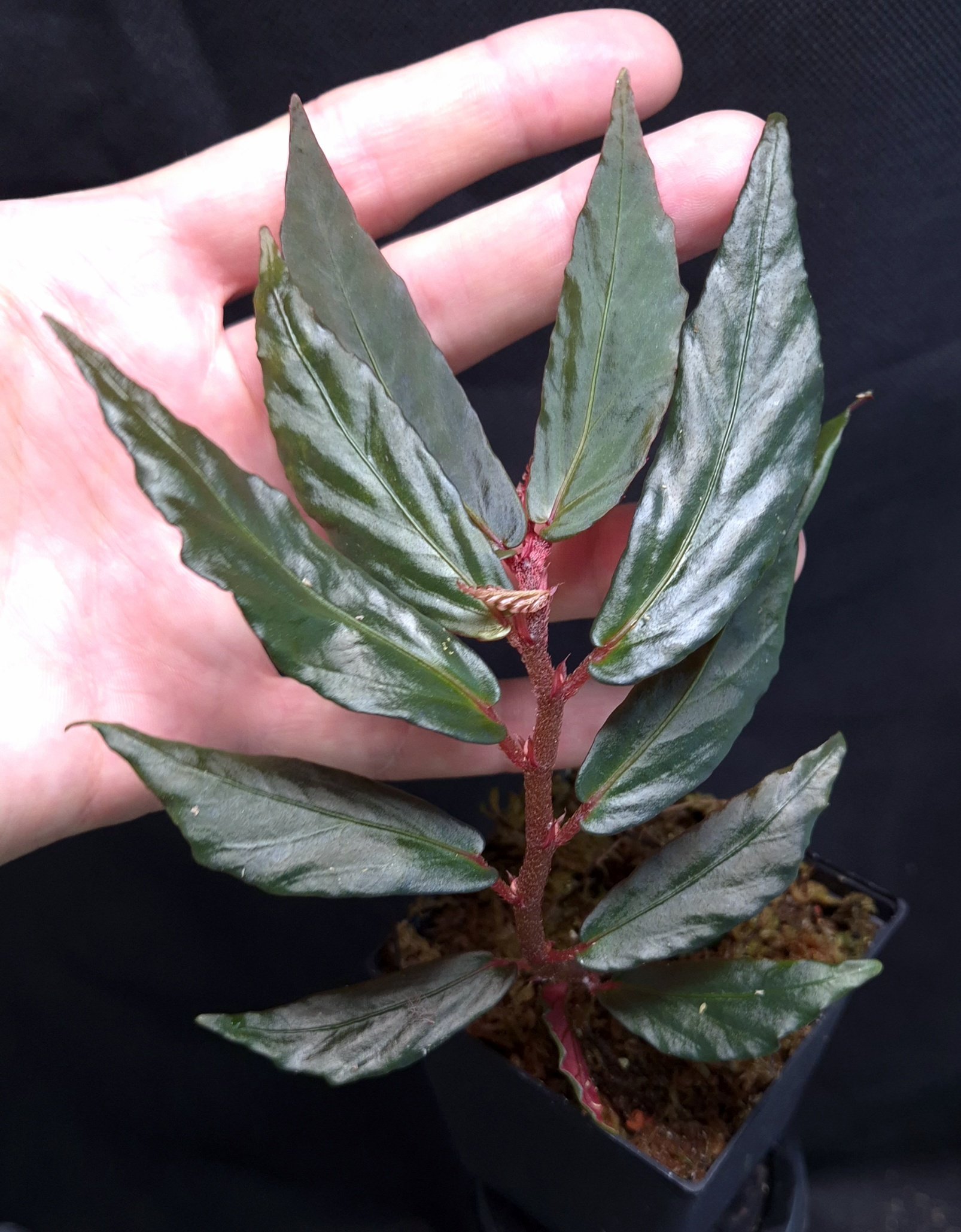 16-09-25 WYSIWYG Begonia sp. Borneo Ferny - large adult specimen