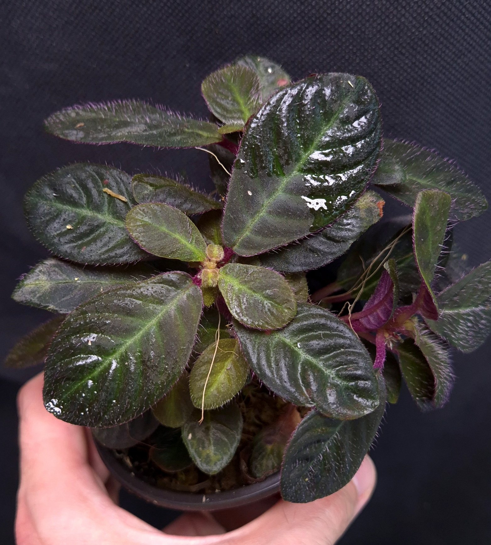 16-09-25 WYSIWYG Codonoboea cf pumila - giant, multi-branched specimen