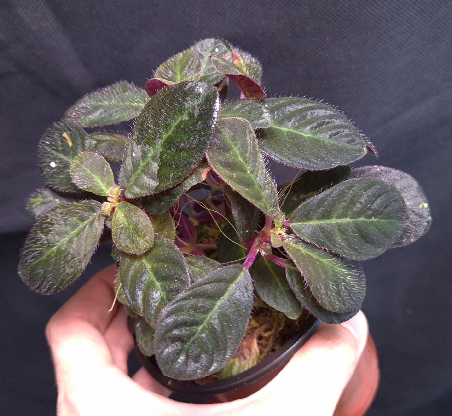 16-09-25 WYSIWYG Codonoboea cf pumila - giant, multi-branched specimen - Image 2