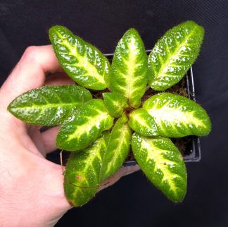 16-09-25 WYSIWYG Petrocosmea sp. Kalimantan (new release) - big, adult specimen