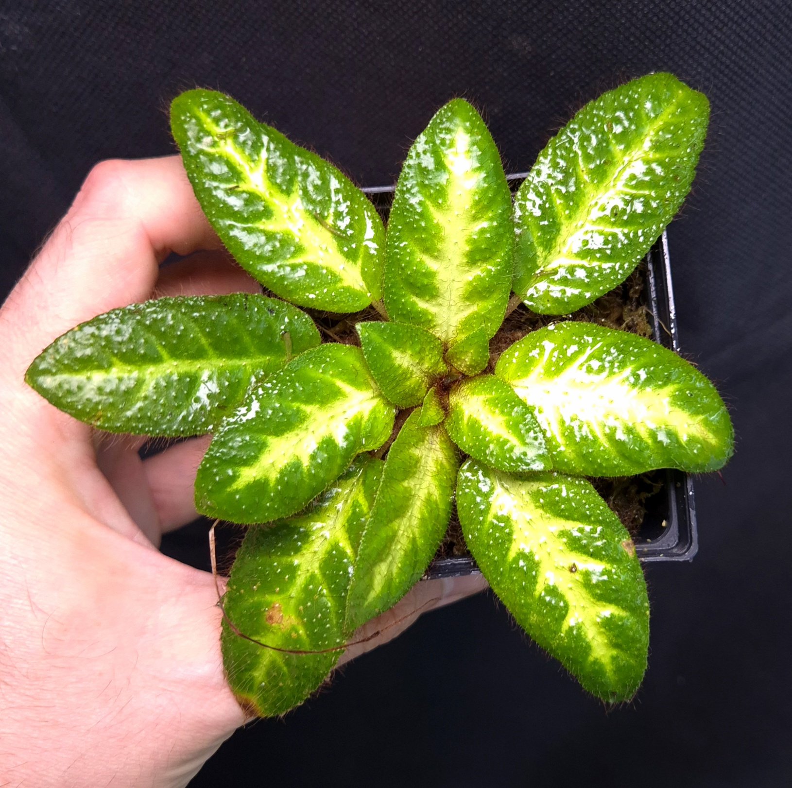 16-09-25 WYSIWYG Petrocosmea sp. Kalimantan (new release) - big, adult specimen