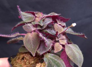 16-09-25 WYSIWYG Sarcopyramis sp. Hairy Pink Dots - giant, flowering specimen