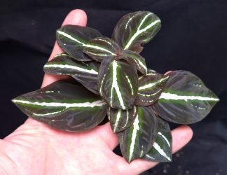 16-09-25 WYSIWYG Sonerila sp. Glowing Veins - huge specimen