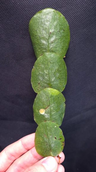 16-09-25 WYSIWYG Dendroconche linguiforme