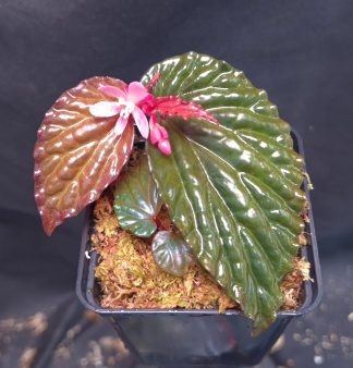 18-09-25 WYSIWYG Begonia daunhitam - flowering specimen