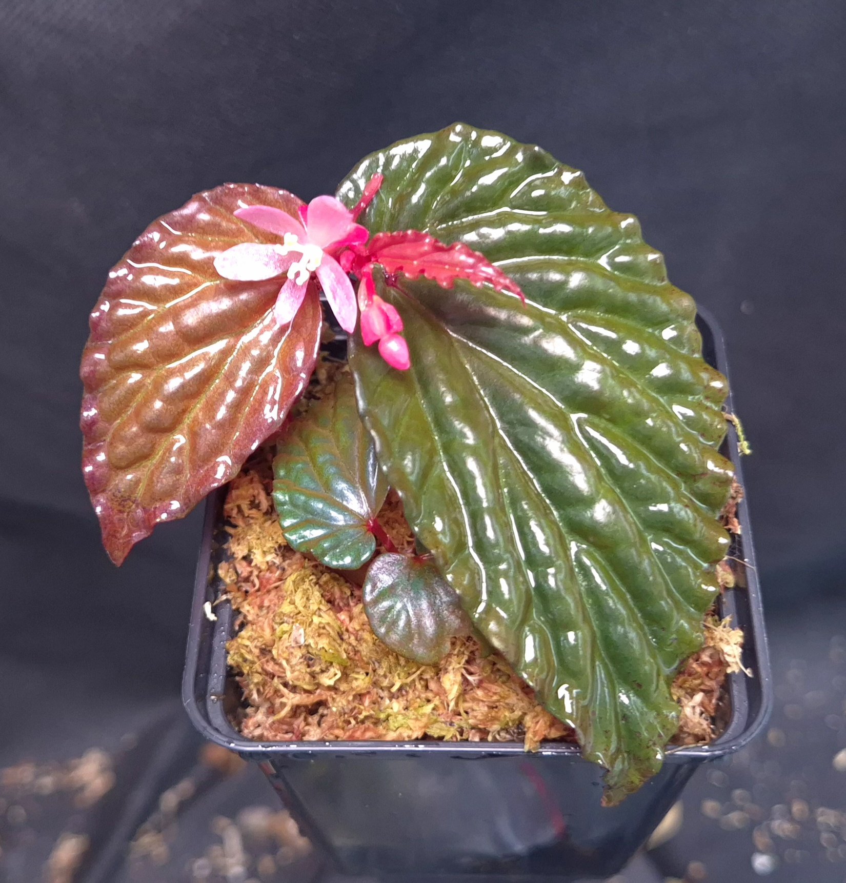 18-09-25 WYSIWYG Begonia daunhitam - flowering specimen
