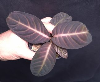 18-09-25 WYSIWYG Ardisia sp. Song Ma (Vietnam)