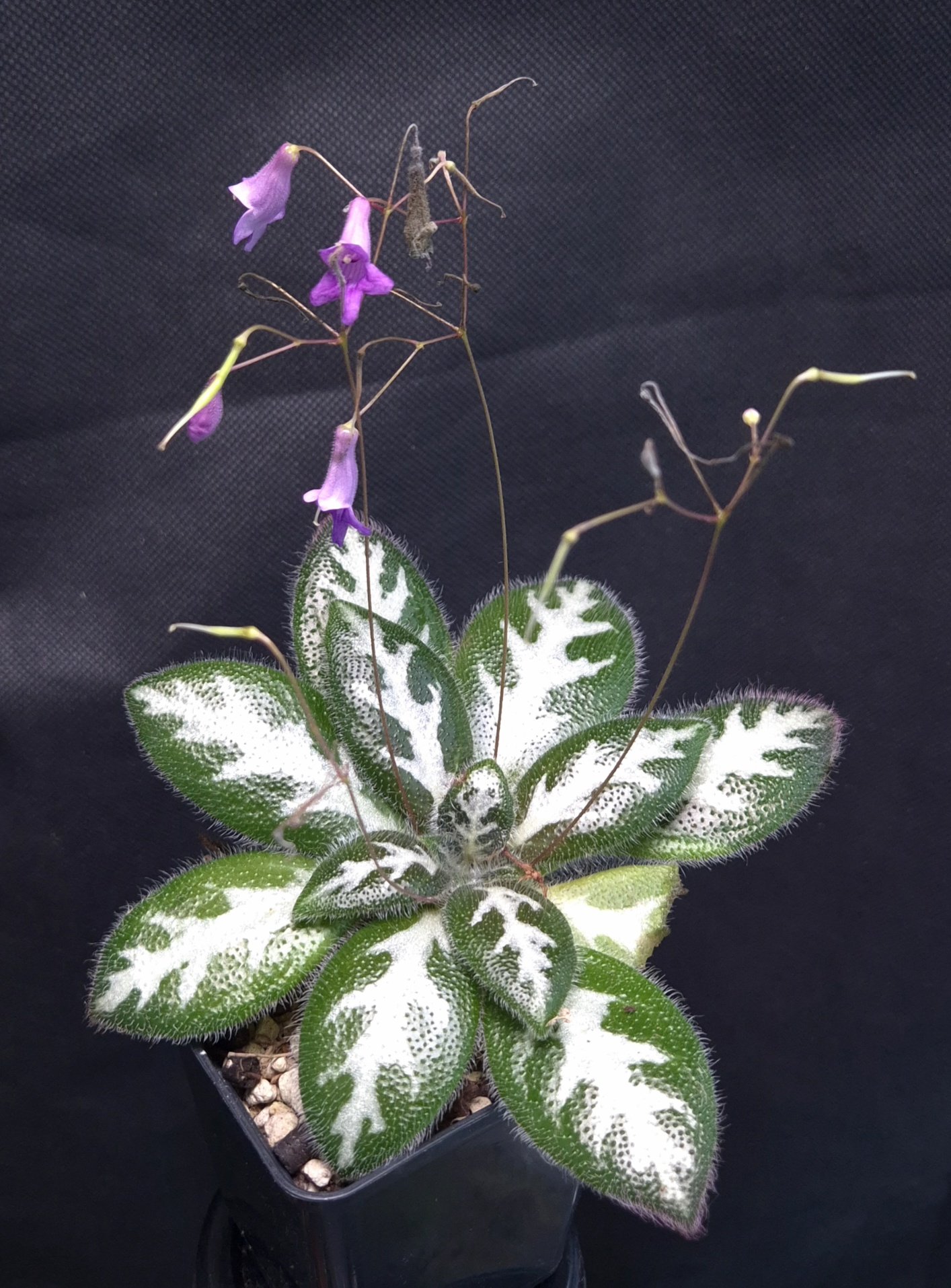 18-09-25 WYSIWYG Primulina sinovietnamica, large form with pronounced pattern - big flowering specimen