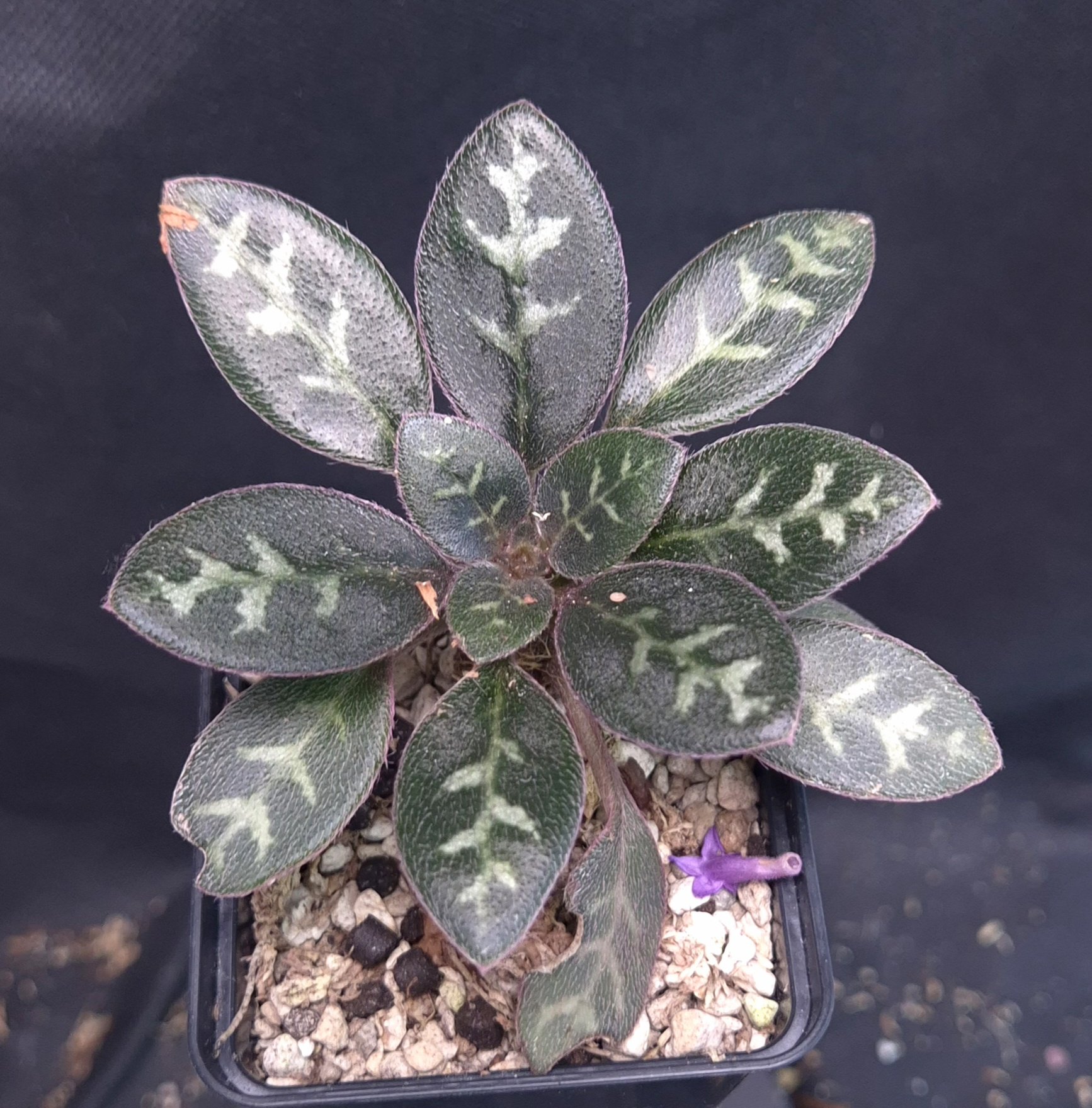 18-09-25 WYSIWYG Primulina sp. Tran Yen (Vietnam) - large adult specimen, new species