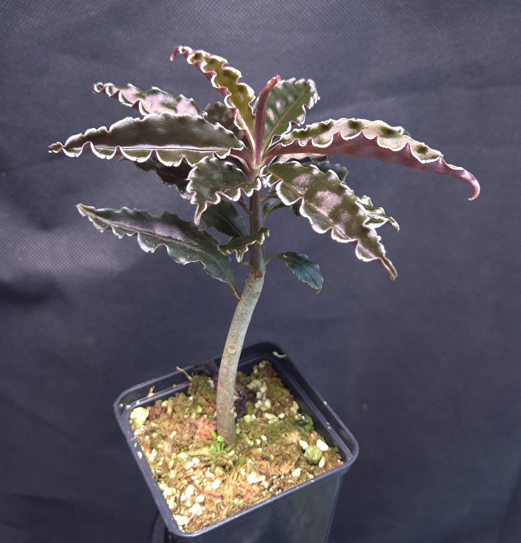 18-09-25 WYSIWYG Labisia sp. Vo Nhai (Vietnam) - Image 2