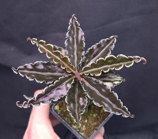 18-09-25 WYSIWYG Labisia sp. Vo Nhai (Vietnam)