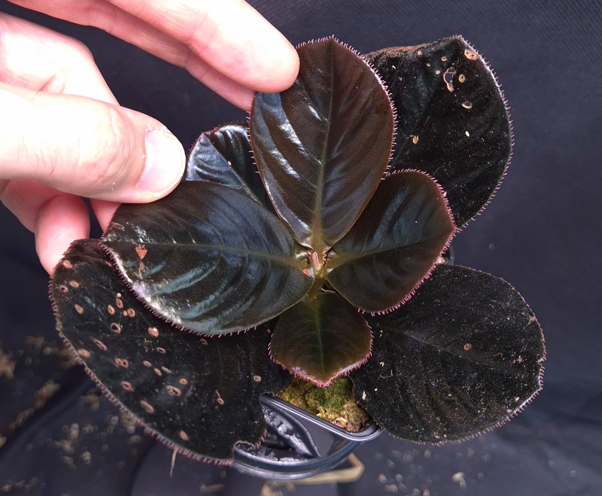 18-09-25 WYSIWYG Ardisia sp. Vi Xuyen (Vietnam) - black glossy species