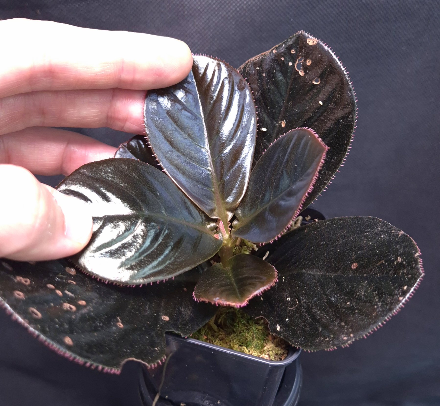 18-09-25 WYSIWYG Ardisia sp. Vi Xuyen (Vietnam) - black glossy species - Image 2