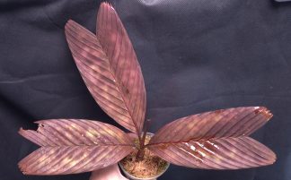 18-09-25 WYSIWYG Pinanga veitchii red form - stunning specimen