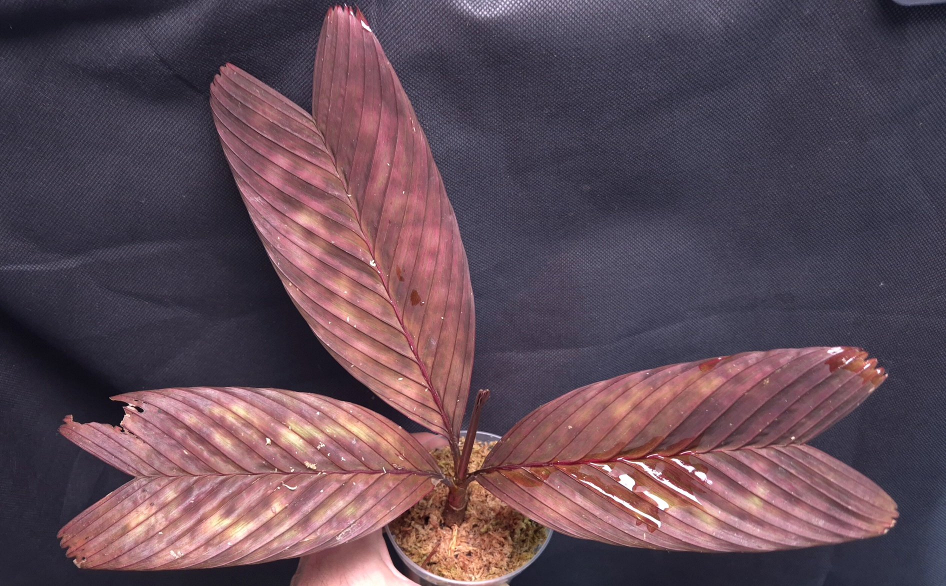 18-09-25 WYSIWYG Pinanga veitchii red form - stunning specimen