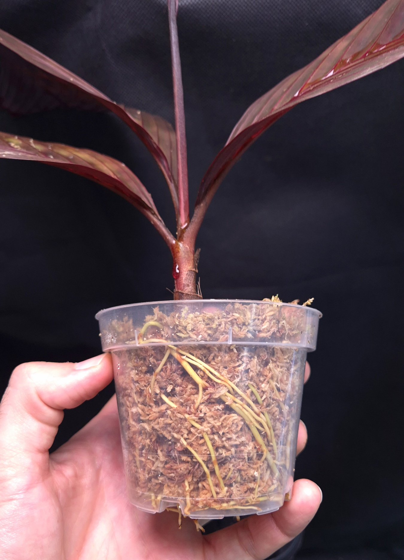 18-09-25 WYSIWYG Pinanga veitchii red form - stunning specimen - Image 2