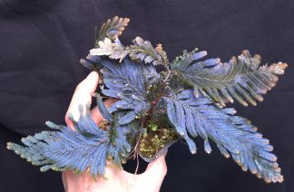 18-09-25 WYSIWYG Selaginella sp. Borneo Ultra Blue - large specimen