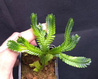 18-09-25 WYSIWYG Selaginella sp. Serimbu Giant - very thick species