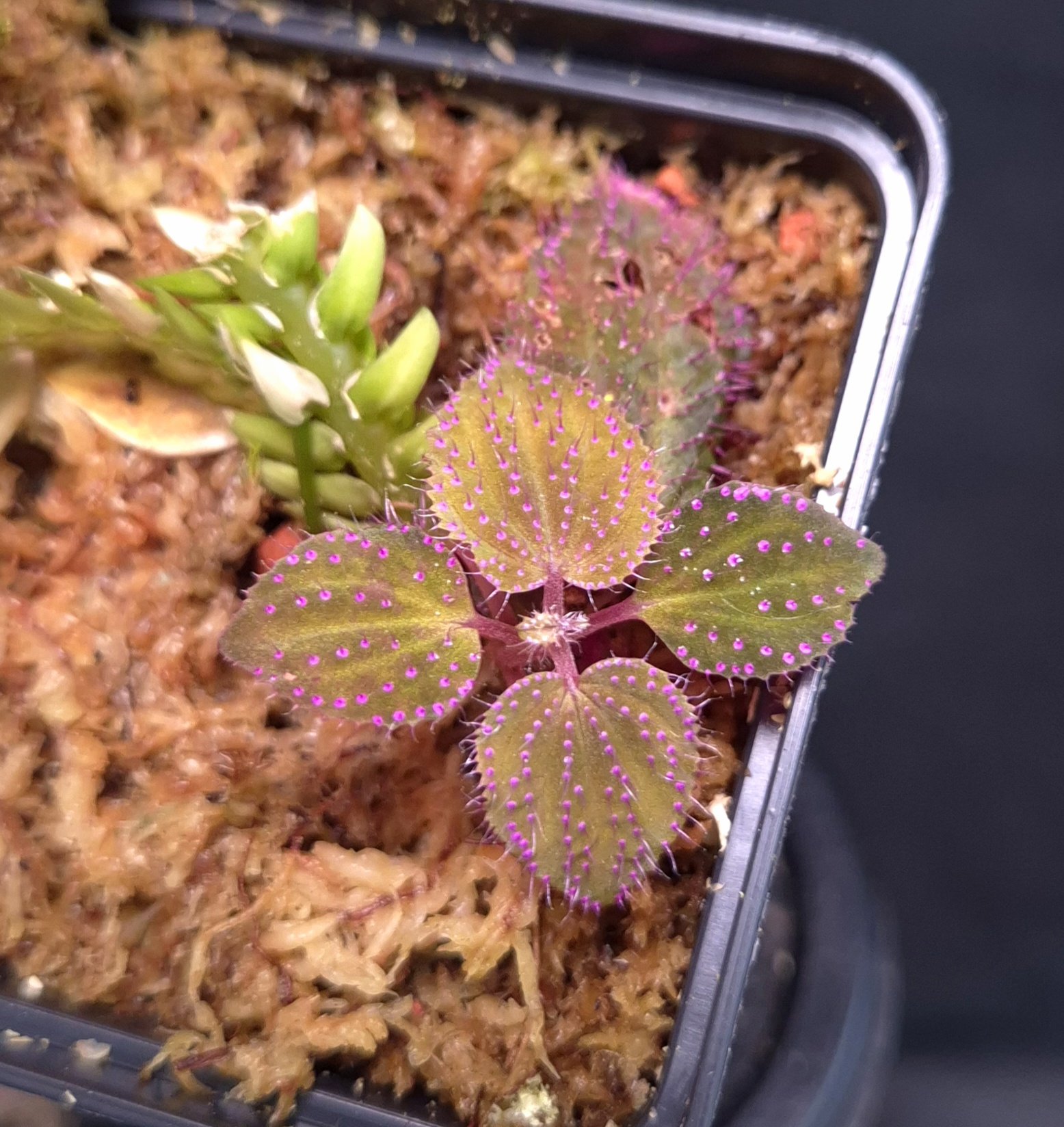 18-09-25 WYSIWYG Sarcopyramis sp. Hairy Pink Dots