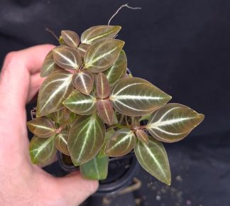 18-09-25 WYSIWYG unknown Melastomaceae species (Sumatra), new release - large clump