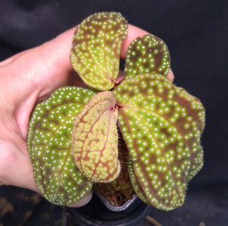 18-09-25 WYSIWYG Sonerila sp. Pink Dots - large double specimen