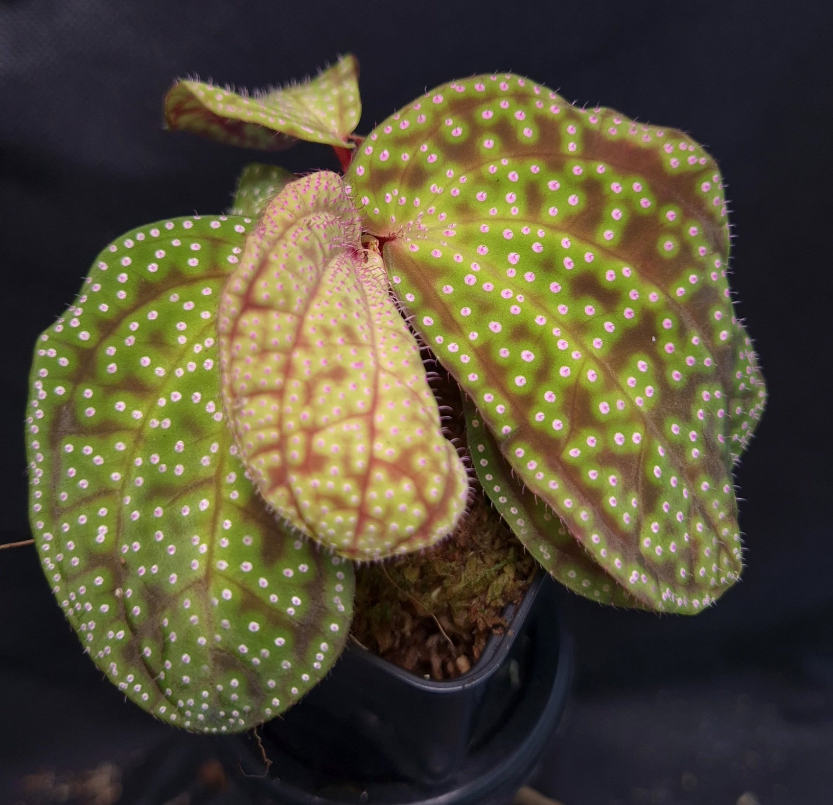 18-09-25 WYSIWYG Sonerila sp. Pink Dots - large double specimen - Image 2