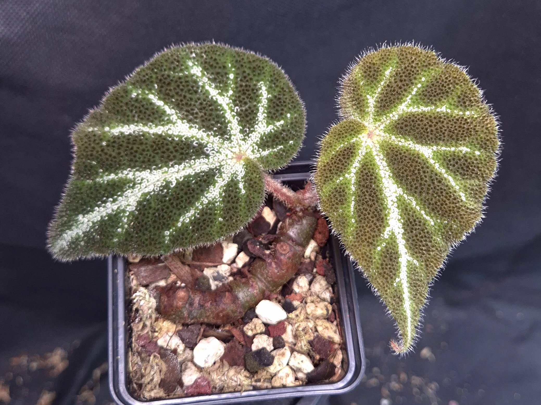 18-09-25 WYSIWYG Begonia sp. U665 - ultra rarity