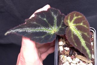 Begonia locii for sale 3