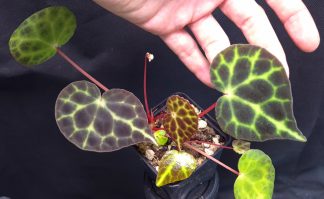 18-09-25 WYSIWYG Begonia tanjiewhoei (B. sp. Trang) - large double specimen
