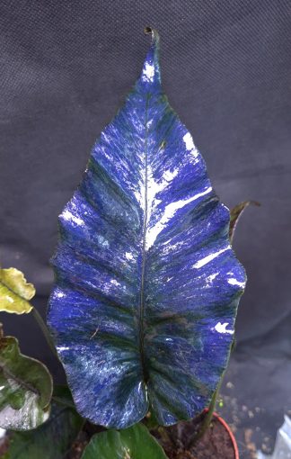 18-09-25 WYSIWYG Diplazium cordifolium - big ultra blue specimen
