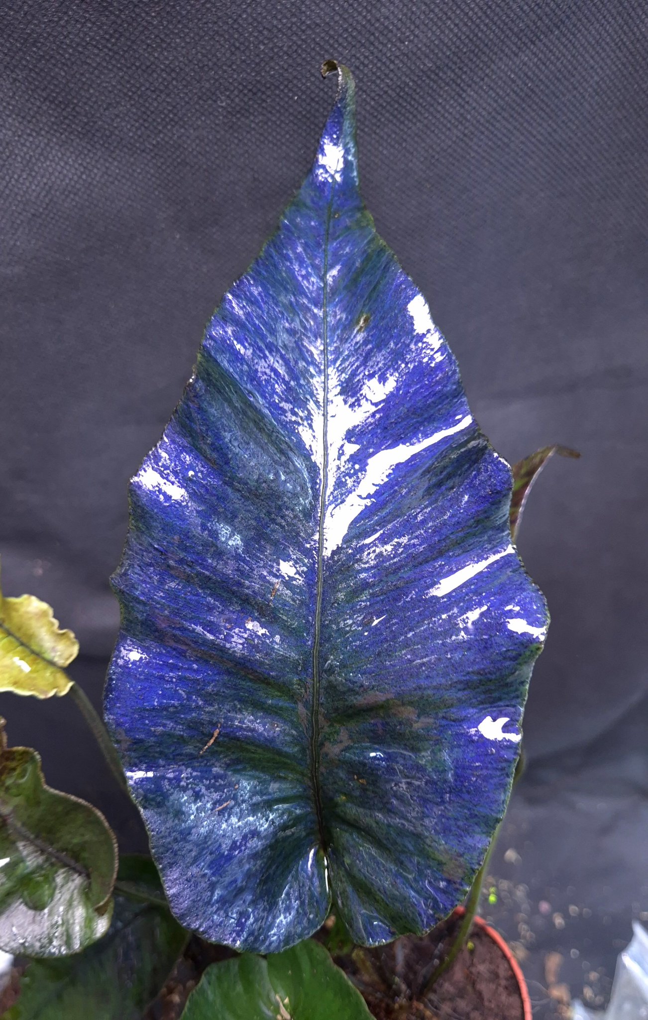 18-09-25 WYSIWYG Diplazium cordifolium - big ultra blue specimen