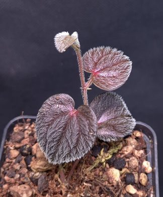 18-09-25 WYSIWYG Piper sp. Timika (Papua) - extremely hairy species, new release