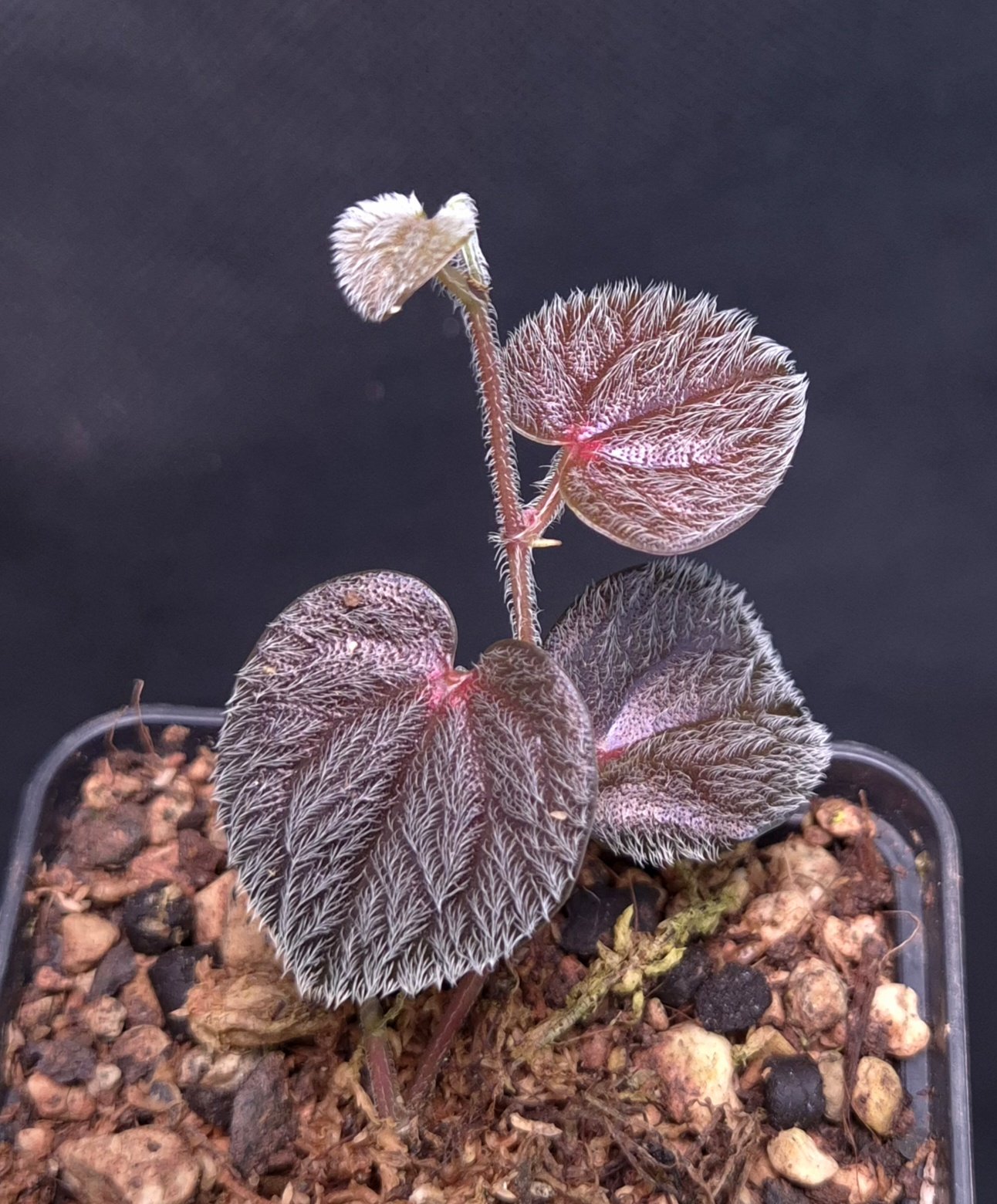 18-09-25 WYSIWYG Piper sp. Timika (Papua) - extremely hairy species, new release