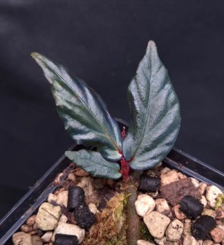 18-09-25 WYSIWYG Begonia sp. Borneo Ferny