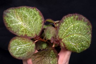 25-09-25 WYSIWYG Sonerila sp. Glowing Dots (small dots form) - large double specimen