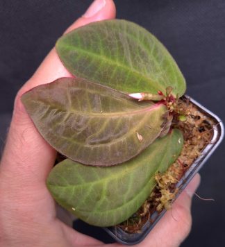 25-09-25 WYSIWYG Sonerila sp. Seluan - new species with glossy, metallic leaves, flowering