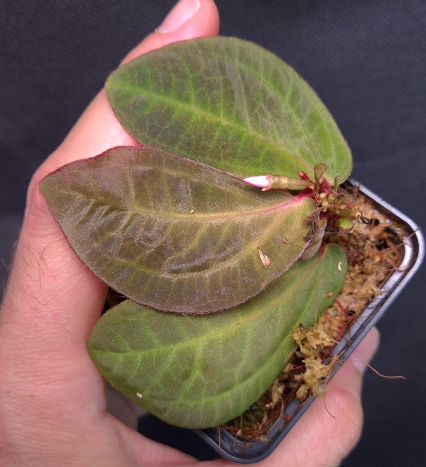 25-09-25 WYSIWYG Sonerila sp. Seluan - new species with glossy, metallic leaves, flowering