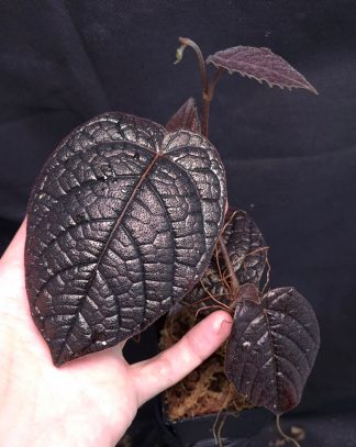 25-09-25 WYSIWYG Pterisanthes sp. Black Purple - new release