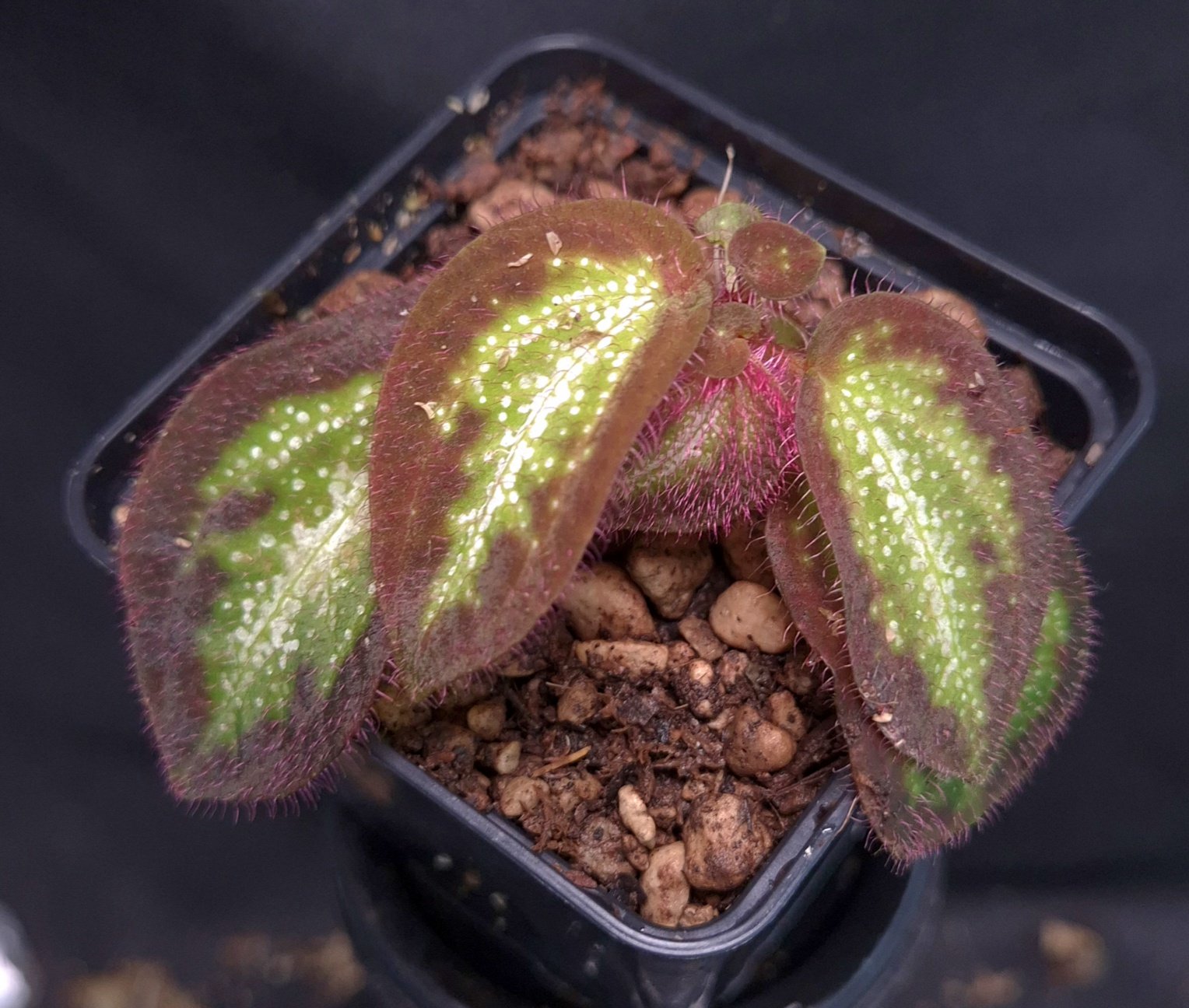 25-09-25 WYSIWYG Sonerila sp. Glowing Stripes