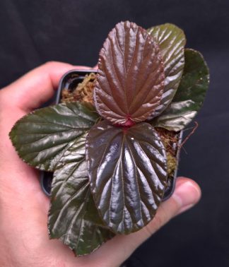25-09-25 WYSIWYG Begonia inggitiae - new release