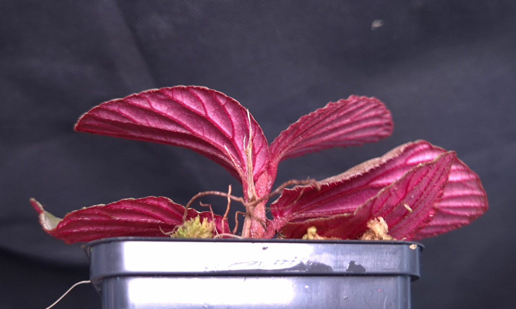 25-09-25 WYSIWYG Begonia inggitiae - new release - Image 2