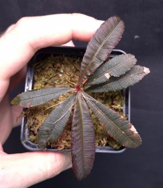 25-09-25 WYSIWYG Sauvagesia serrata