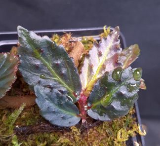 25-09-25 WYSIWYG Begonia sp. Borneo Spiny - stunning new iridescent species