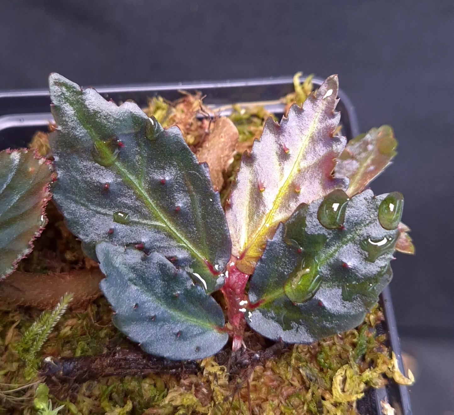 25-09-25 WYSIWYG Begonia sp. Borneo Spiny - stunning new iridescent species