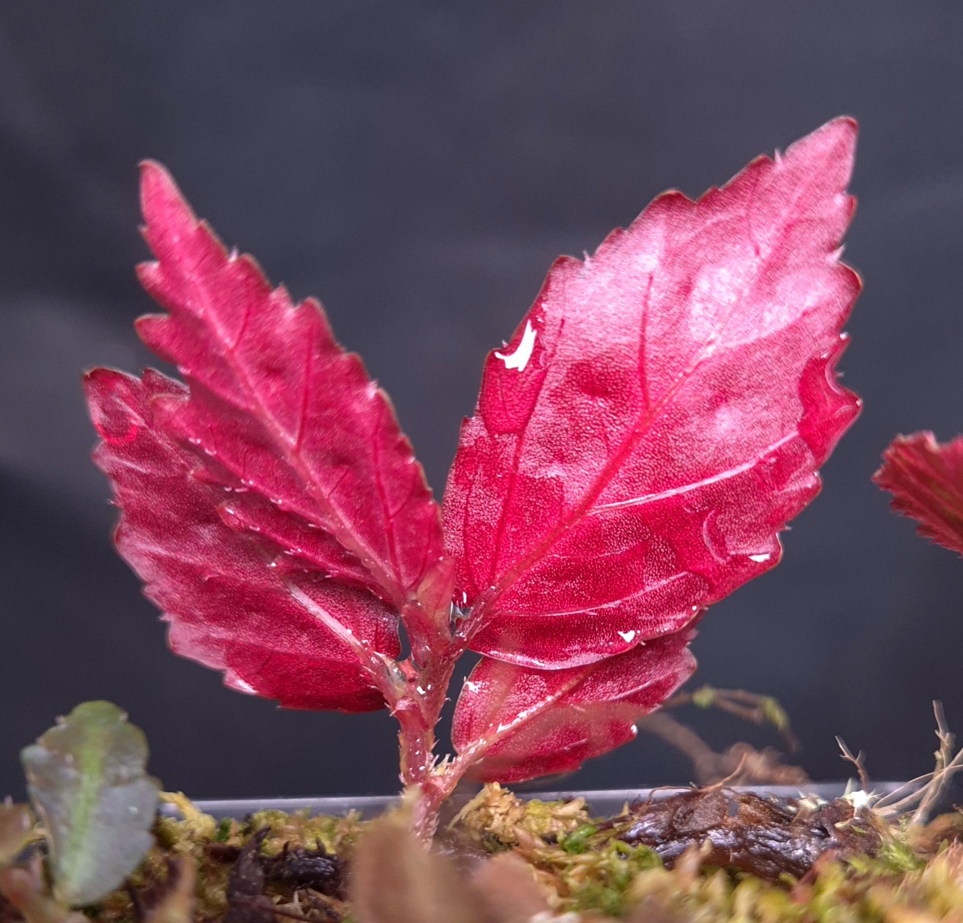 25-09-25 WYSIWYG Begonia sp. Borneo Spiny - stunning new iridescent species - Image 2