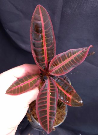 25-09-25 WYSIWYG Emblemantha urnulata "Ultra Pink Fluo"