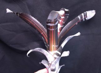 25-09-25 WYSIWYG Aechmea chantinii "Roberto Menescal"