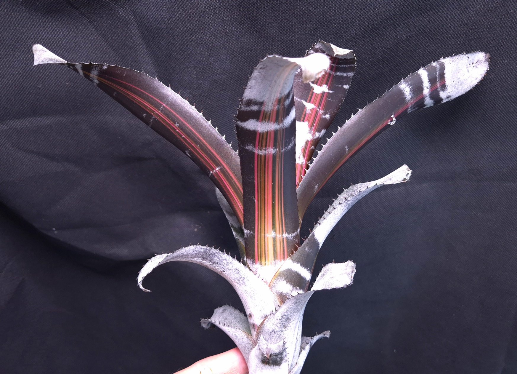 25-09-25 WYSIWYG Aechmea chantinii "Roberto Menescal"