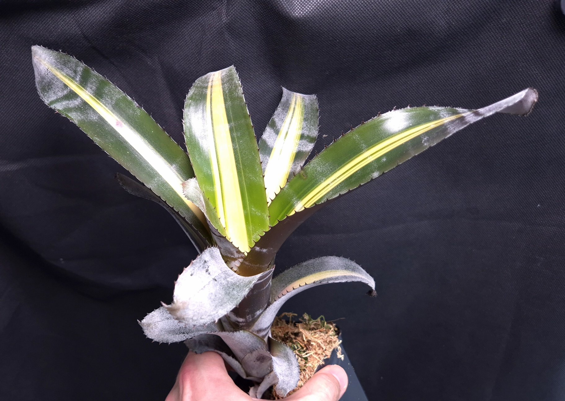 25-09-25 WYSIWYG Aechmea chantinii "Roberto Menescal" - Image 2